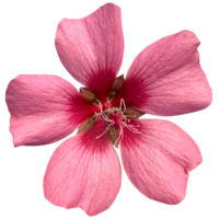 anisodontea flor rosado png