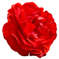 röd ros blomma png