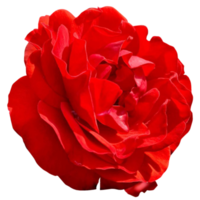 flor rosa roja png