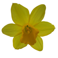 Jonquil flower flower png