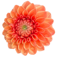 Dahlia pinnata flower png