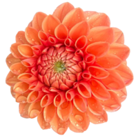 dahlia pinnata bloem png