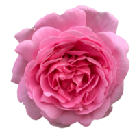 rosa María Rosa png