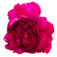 fiore rosa rossa png