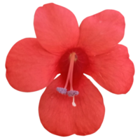 hermosa barleria flor png