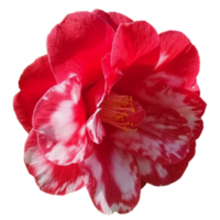 Camellia Memphis Belle png