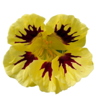 Yellow Nasturtium flower png