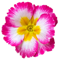 Primrose Spring Flowers Pink png