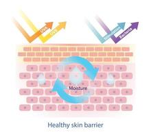 Structure of healthy skin barrier vector isolated on white background. The skin barrier protect skin from dehydration, UVA, UVB, stimulation and bacteria. Skin care and beauty concept illustration.