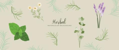 Botanical herbal watercolor background vector. Fresh aromatic rosemary leaf branch, lavender, peppermint, chamomile. Natural design for wallpaper, cover, advertising, healthcare product, cosmetics. vector