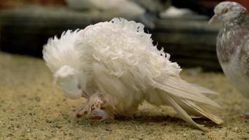 white frillback or curly pigeon cleans feathers video