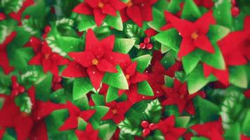 bellissimo Natale floreale sfondo con un' delicatamente in movimento preparativi di poinsettia fiori, agrifoglio le foglie e frutti di bosco e neve particelle. Questo vibrante, festivo movimento sfondo animazione è pieno hd. video