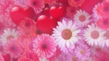 romantisch Valentijnsdag dag achtergrond met voorzichtig in beweging liefde harten, wit madeliefje bloemen en roze en rood gerbera madeliefjes in vol bloeien. vol hd en looping bloemen ontwerp achtergrond. video