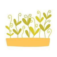 Hand drawn microgreens in pots. Vector illustration in flat style isolated on white background. Micro green. Beets, lettuce, cabbage, sorrel, onion, radish, arugula, peas. Growing superfood at home.