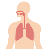 respiración en y fuera con el expansión y contracción de el pulmones. png