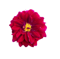 hermosa floreciente rojo dalia flor aislado en antecedentes png