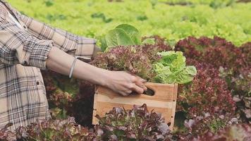 Friendly team harvesting fresh vegetables from the rooftop greenhouse garden and planning harvest season on a digital tablet video