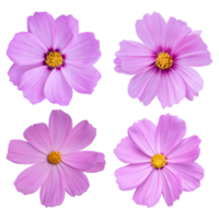 Cosmos flower isolated on transparent background PNG file.