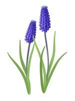 Vector illustration, Muscari Bulbs or muscari, isolated on white background.