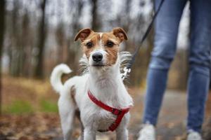 mujer con perro a pie en el parque de otoño foto