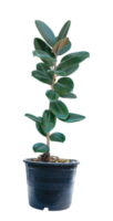 rubber plant isolated on transparent background png file