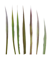 Set of sugarcane leaf isolated on transparent background png file