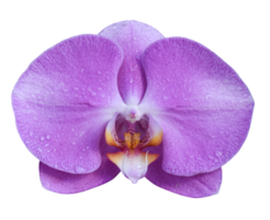 Orchid flowers isolated on transparent background png file