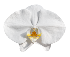 Orchid flowers isolated on transparent background png file