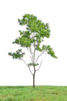 Tree in grass field isolated on transparent background png file