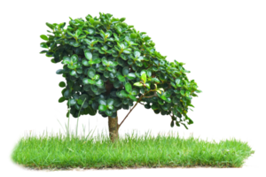 Baum mit Gras isoliert auf transparent Hintergrund png Datei.