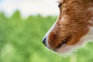 Close up of dog muzzle looking from window photo