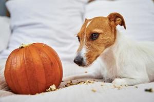 Dog gnaws orange pumpkin indoors photo