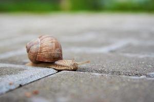 Burgundi snail gliding on the asphalt photo