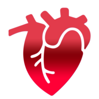 cuore isolato umano cuore su trasparente sfondo png