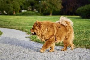 Chow chow dog in the park photo