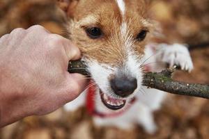 Dog play with a branch in autumn forest photo