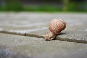 Burgundi snail gliding on the asphalt photo