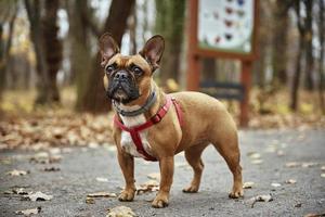 bulldog francés camina en el parque de otoño foto