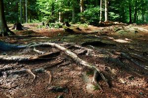 Tree roots at forest in summer day photo