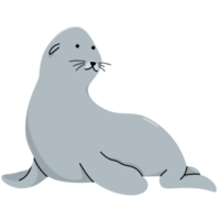 Sea Lions Cute Illustration png