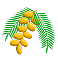 Date palm Phoenix dactylifera design png