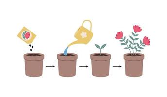 Plant growth stages. Phases plant growing. vector
