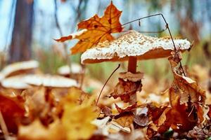 Poisonous mushroom on the background of fallen leaves photo