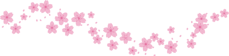 schön Rosa Sakura Kirsche blühen Illustration. png
