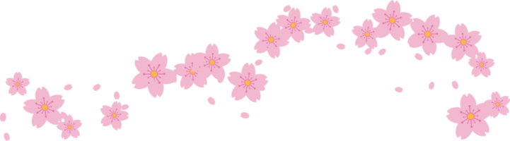 lindo Rosa sakura cereja Flor ilustração. png