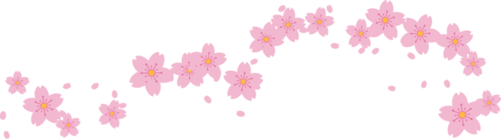 schön Rosa Sakura Kirsche blühen Illustration. png