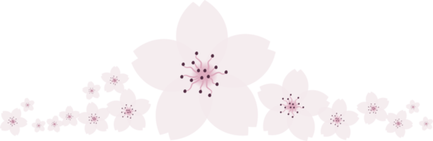 bellissimo rosa sakura ciliegia fiorire illustrazione. png