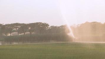 högt tryck sprinkler är besprutning vatten på de golf kurs gräs, spinning i cirklar till spridning vatten jämnt. sprinklers besprutning vatten mot de gul kväll Sol på golf kurs. video