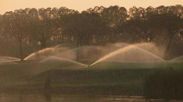 alta pressão aspersor é pulverização água em a golfe curso grama, fiação dentro círculos para espalhar água uniformemente. sprinklers pulverização água contra a amarelo tarde Sol às golfe curso. video