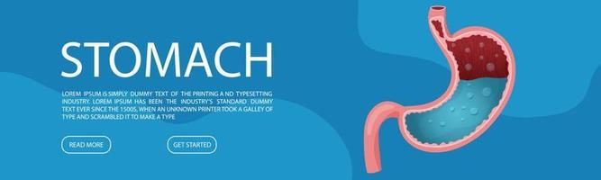 web bandera modelo con humano sano estómago. vector ilustración dibujos animados estilo